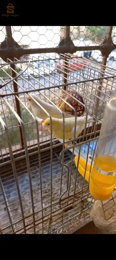 زوجين من كناري 
ساتيني اعين حمراء 
ذكر اصفر انثى موزايك احمر