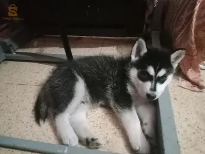 husky 38 jours