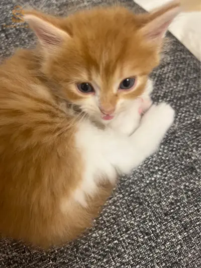 chat persan