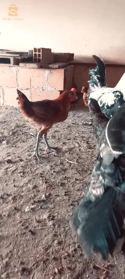 2 ديك رومي ذكور بصحة جيدة