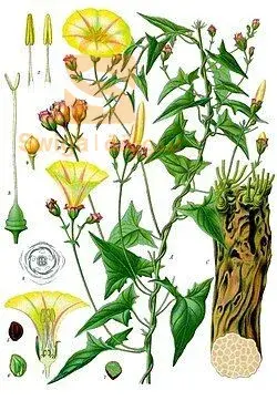 Dossaïcine