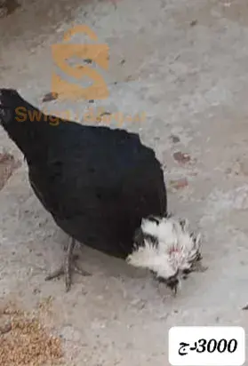دجاج