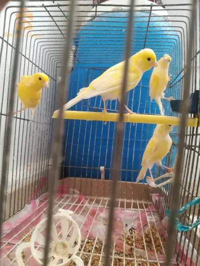 4 canari ب 400لف