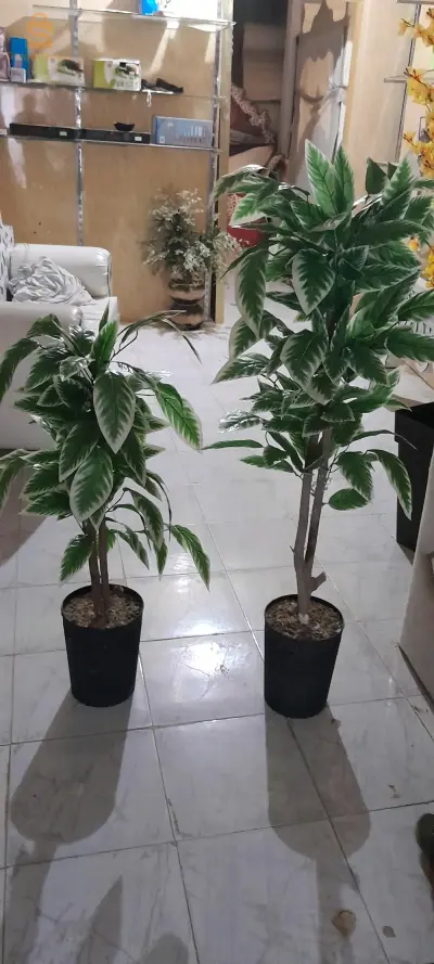 عربي
