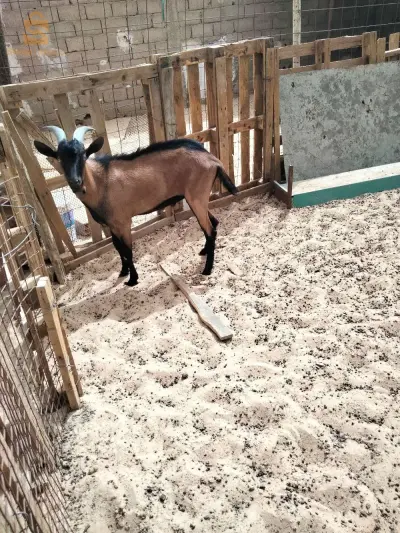 عتروس ألبين 🐐 للبيع