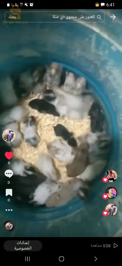 بيع