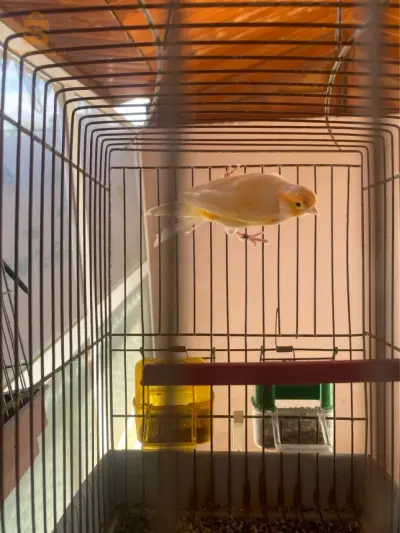 Couple Canary