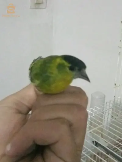 كوبلا طااارة ربي بارك عندهااا شهرين
