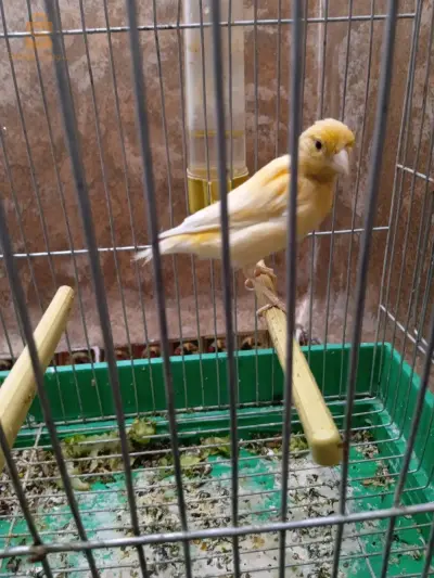حي سبوس
