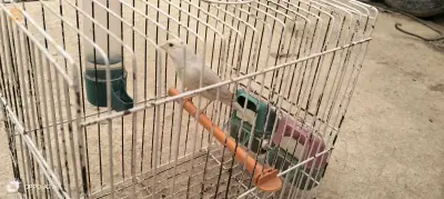 كوبلة وفيمال ساتيني زيو روج