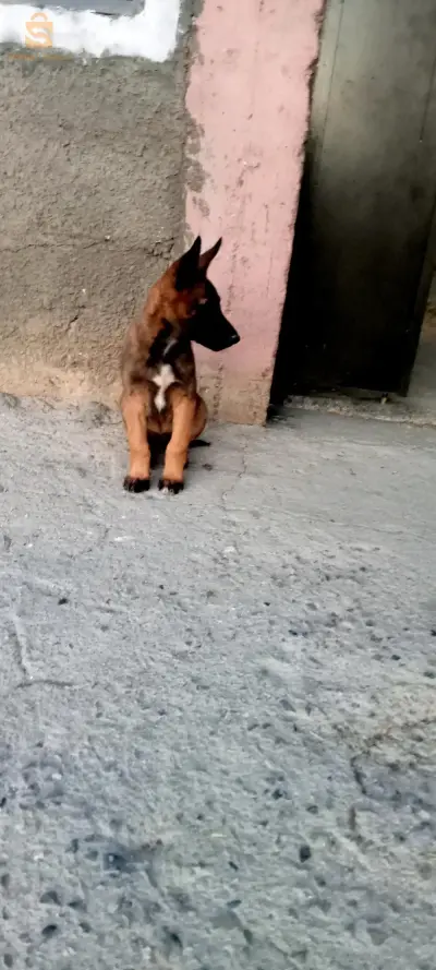 Malinois