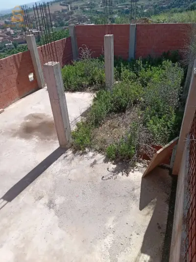 بقرة بليدة