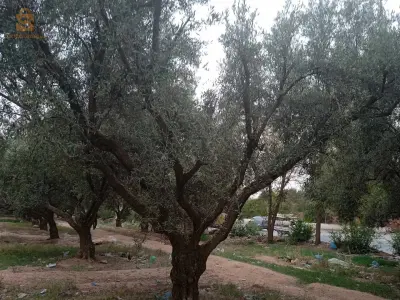 قطعة ارض فلاحية