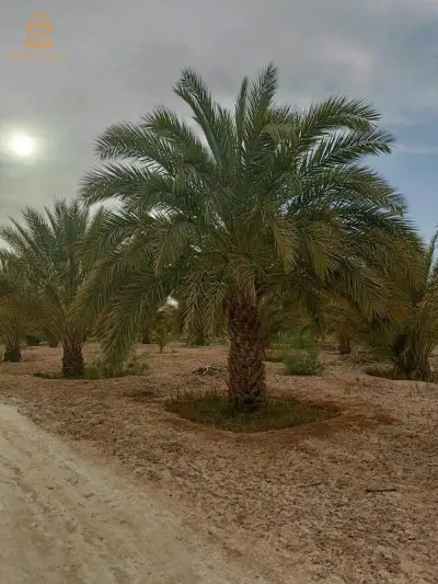 جنان للبيع