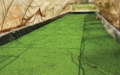 🔸سلام عليكم 
🔸في هذا الوقت من غلاء الاعلاف توفر لكم مزرعة الحاج إبراهيم 🚜☘️ افضل واجود انواع  الازولا☘️ او العلف البديل المجاني الغني بالبروتينات واللذي اثبت انه يعتمد عليه في التغدية الحيوانية سواء تسمين او حليب  لجميع الحيوانات