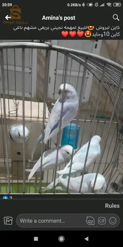 سوق اهراس