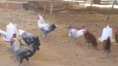 عين البنيان الجزائر