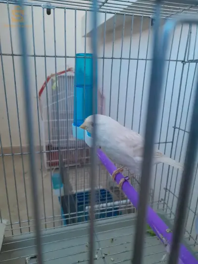 canari satine blanc