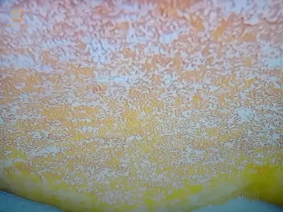 بيع حلو بسبوسة جزائرية