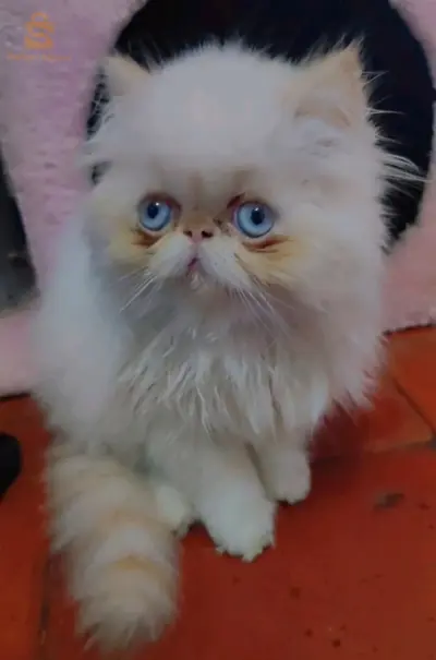chat persan himalaya