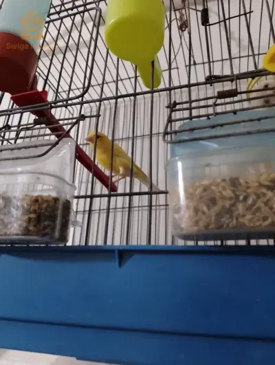 كناري