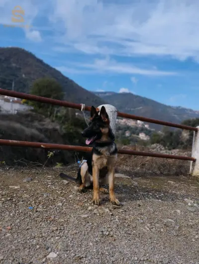 Tizi ouzou