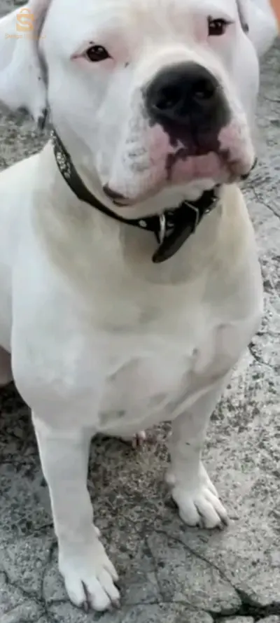 chien doug
