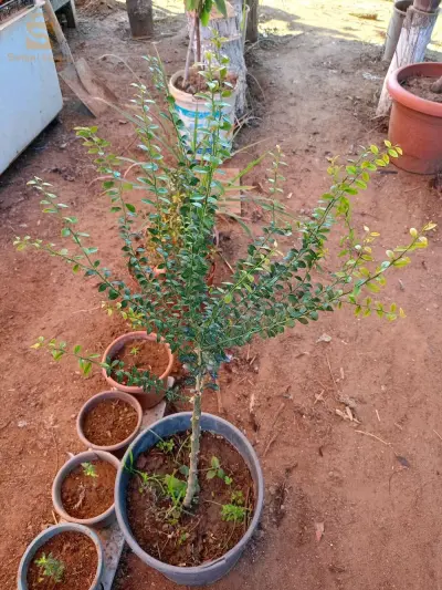 ليمون الكاڢيار