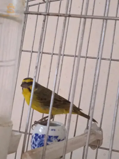 الوادي