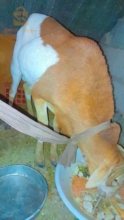 كبش فولني