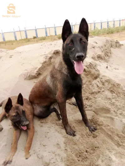 chiots 1 mois