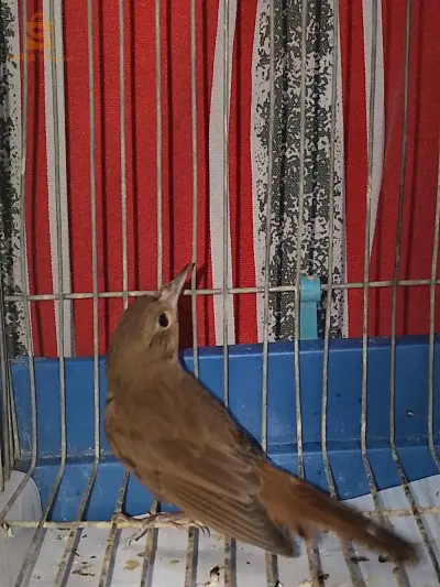 عندليب