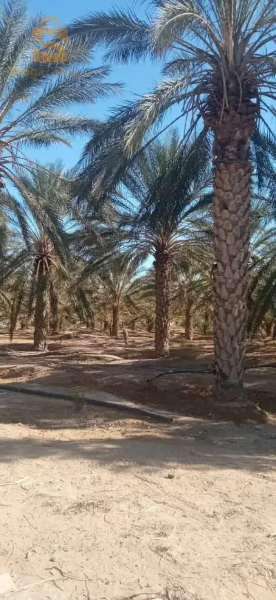 Exactement dans l'Etat de Biskra, dans la commune d'Oumache, à proximité de l'aéroport,