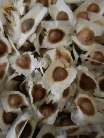 بذور المورينجا
