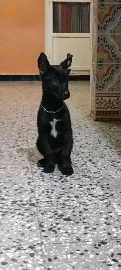 جراء للبيع