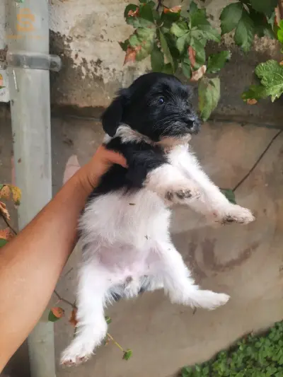 bichons maltais