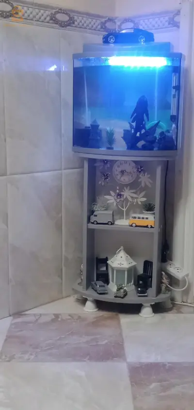 معسكر