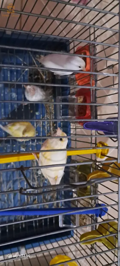 Il existe des Canary Vimals que nous vendons et n'échangeons pas contre du Limal.