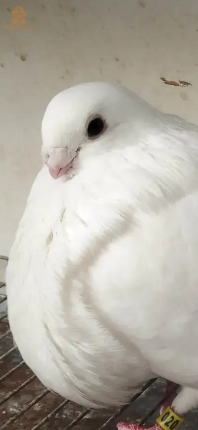 سيدي بلعباس