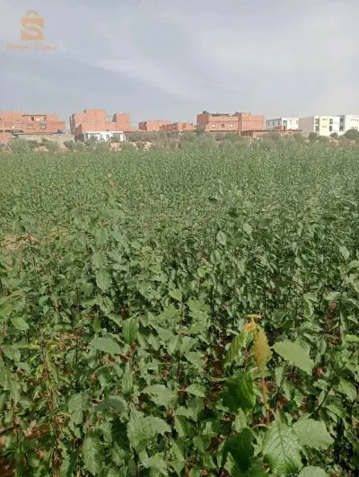 عين النحالة