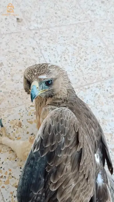 للليع