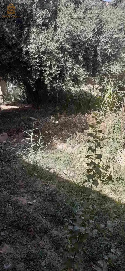 وسط الدردارة وسط بخميس مليانة .