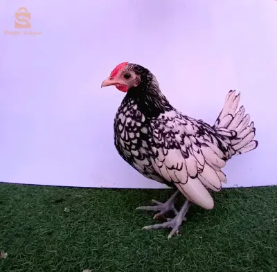ديك سبرايت الأنيق