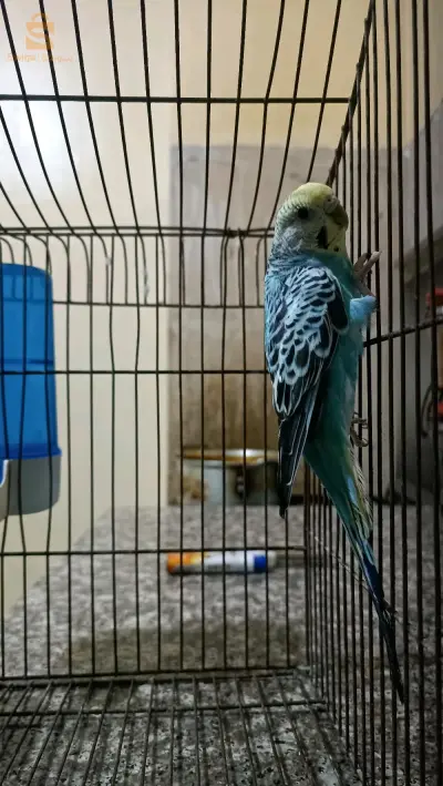 طائر بيريش للبيع