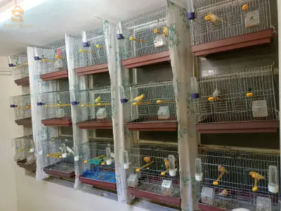 des canaris ordinaire a vendre