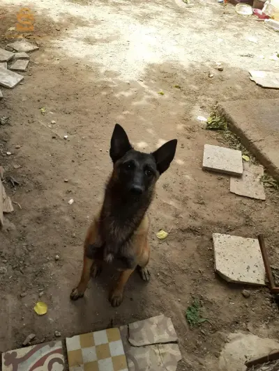 حي  كاسور