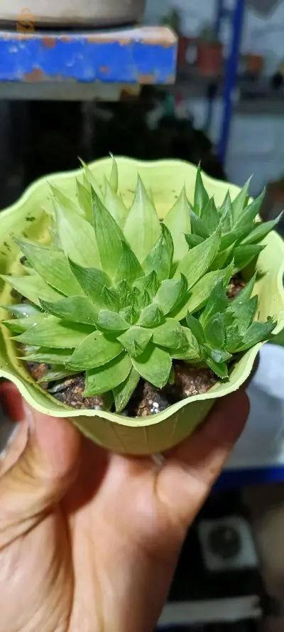 plantes ☘️🍀