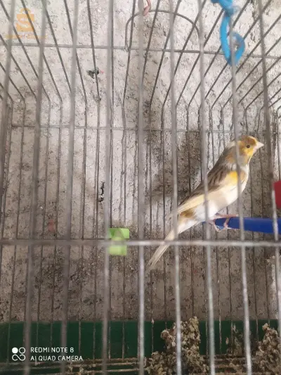 كناري مال