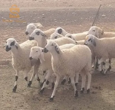 على بركة الله يوجد 15حولية صردية و 8خرفان و  1فحل مكان الشلف واد سلي رقم الهاتف 0772474256