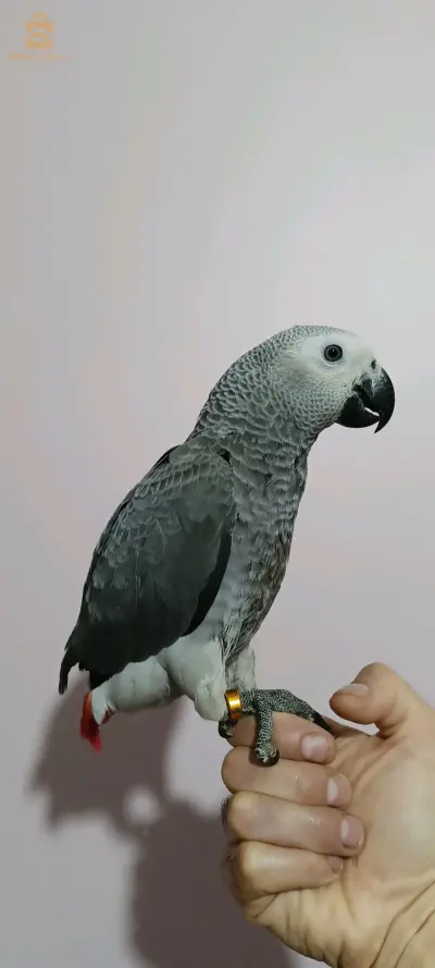 ببغاء الغابوني